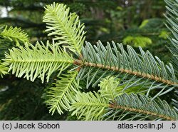 Abies nordmanniana ssp. equi-trojani (jodła turecka)