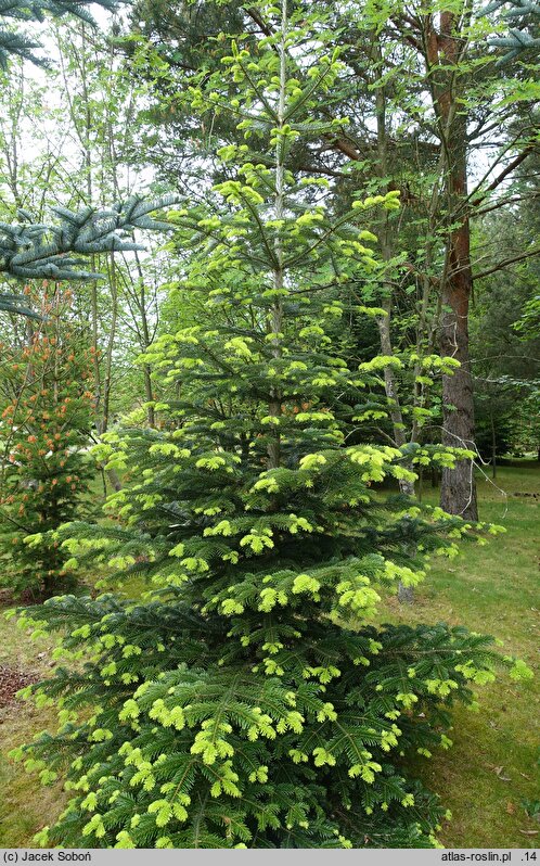 Abies nordmanniana ssp. equi-trojani (jodła turecka)