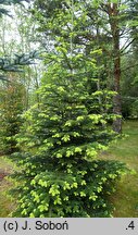 Abies nordmanniana ssp. equi-trojani (jodła turecka)