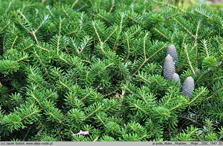 Abies koreana Wojslaw