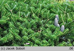 Abies koreana Wojslaw