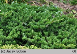 Abies koreana Wojslaw