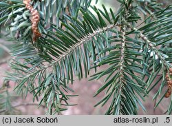 Abies squamata