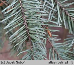 Abies squamata