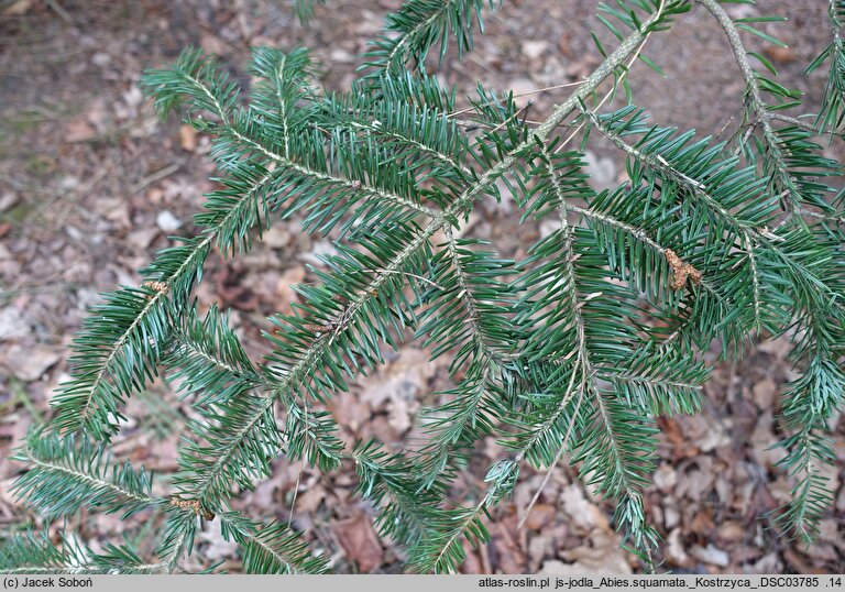 Abies squamata