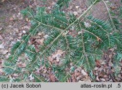 Abies squamata