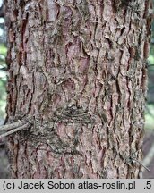 Abies squamata