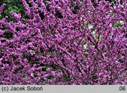 Cercis chinensis (judaszowiec chiński)