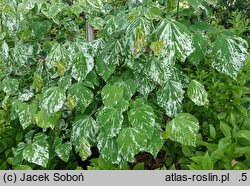 Cercis canadensis Alley Cat
