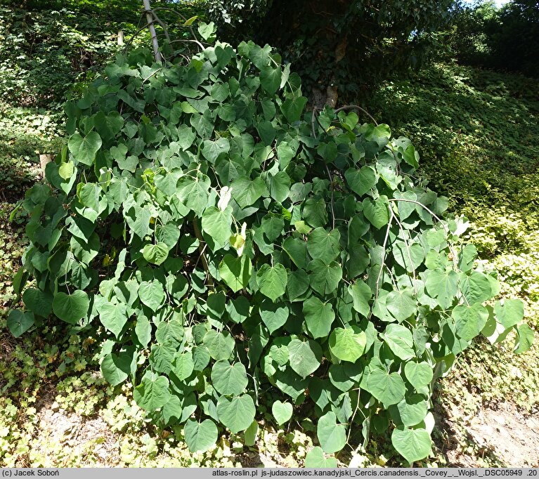 Cercis canadensis Covey