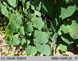 Cercis canadensis Covey