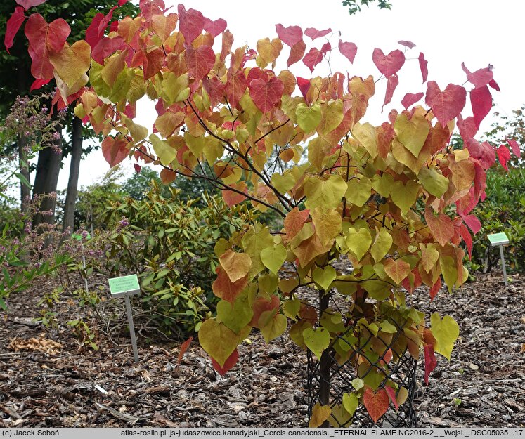 Cercis canadensis Eternal Flame