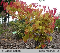 Cercis canadensis Eternal Flame