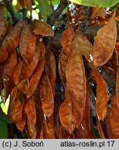 Cercis siliquastrum (judaszowiec południowy)