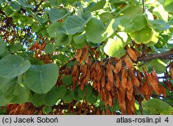 Cercis siliquastrum (judaszowiec południowy)