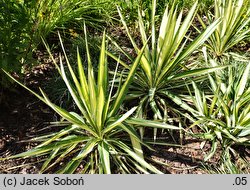 Yucca filamentosa Color Guard