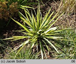 Yucca filamentosa Color Guard