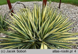 Yucca filamentosa Gold Heart