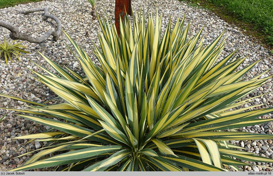 Yucca filamentosa Gold Heart