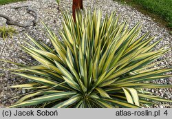 Yucca filamentosa Gold Heart