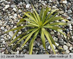 Yucca recurvifolia (jukka odgięta)