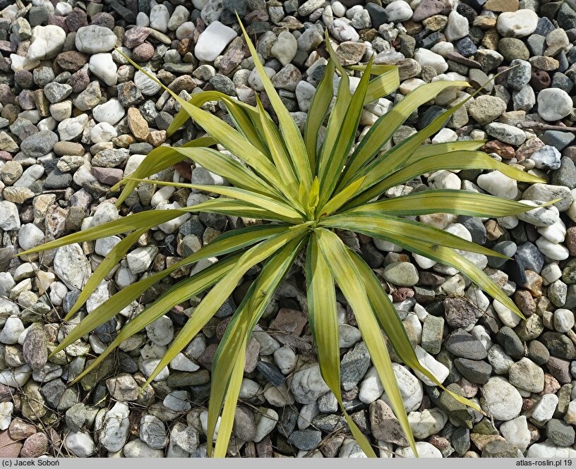 Yucca recurvifolia (jukka odgięta)