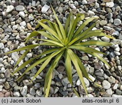 Yucca recurvifolia (jukka odgięta)