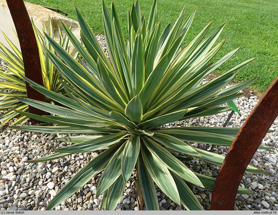 Yucca gloriosa Variegata