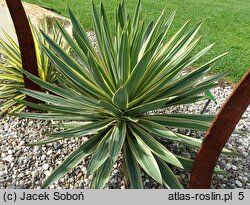 Yucca gloriosa Variegata