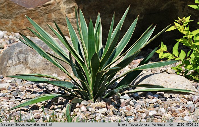 Yucca gloriosa (jukka wspaniała)