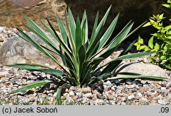 Yucca gloriosa (jukka wspaniała)