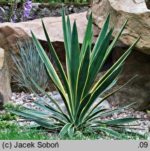 Yucca gloriosa (jukka wspaniała)