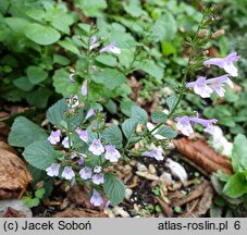 Calamintha sylvatica (kalaminta lekarska)