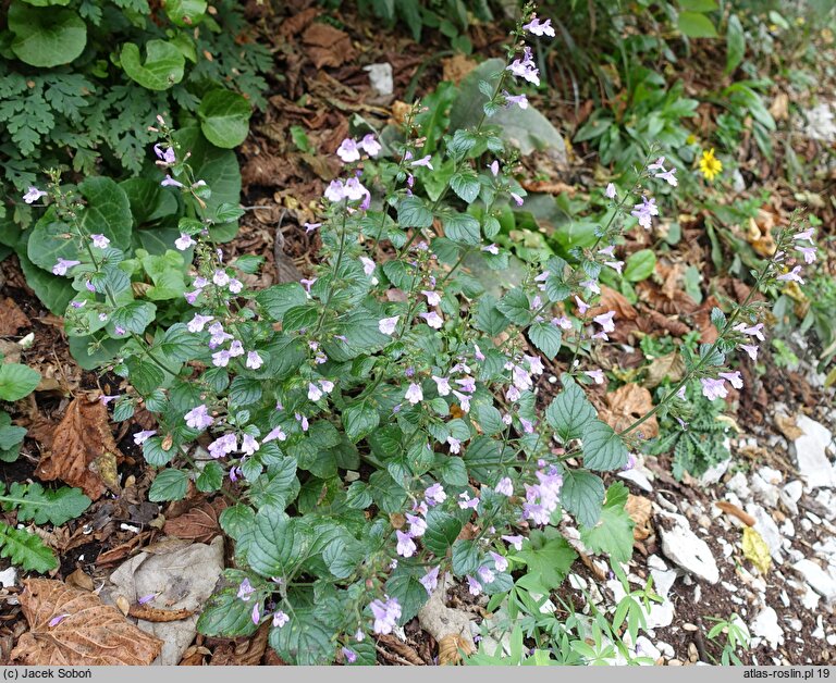 Calamintha menthifolia ssp. menthifolium (kalaminta lekarska)