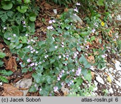 Calamintha menthifolia ssp. menthifolium (kalaminta lekarska)