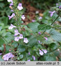 Calamintha sylvatica (kalaminta lekarska)