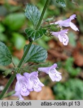 Calamintha sylvatica (kalaminta lekarska)