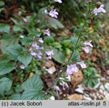 Calamintha menthifolia ssp. menthifolium (kalaminta lekarska)