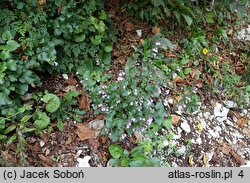 Calamintha menthifolia ssp. menthifolium (kalaminta lekarska)