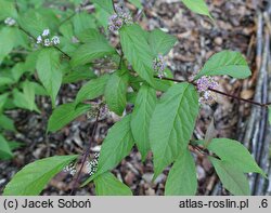 Callicarpa japonica You Who