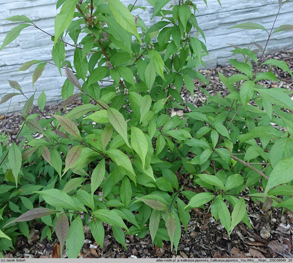 Callicarpa japonica You Who