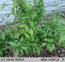 Callicarpa japonica You Who