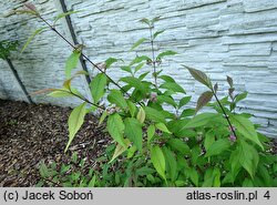 Callicarpa japonica You Who