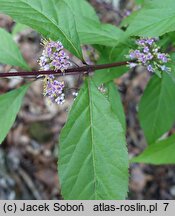 Callicarpa japonica You Who