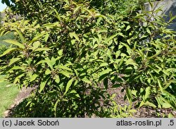 Callicarpa kwangtungensis (kalikarpa kwangtungeńska)