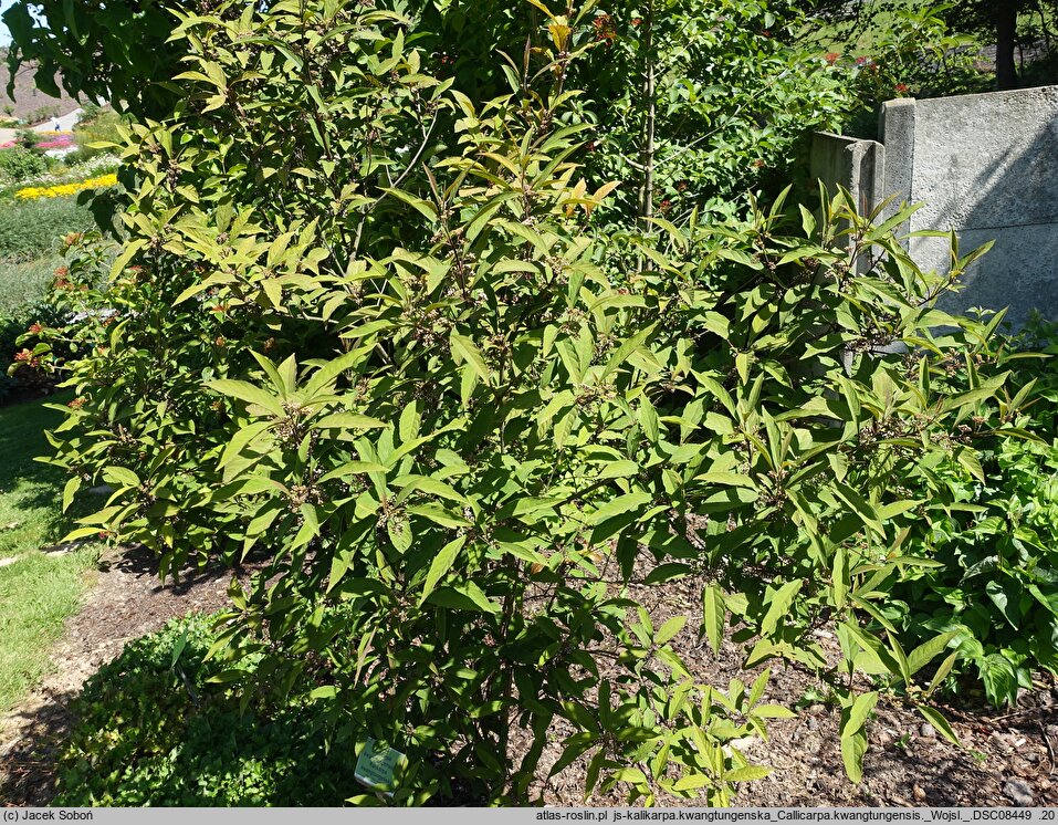 Callicarpa kwangtungensis (kalikarpa kwangtungeńska)