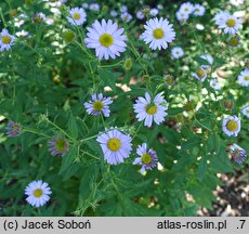 Aster mongolicus Antonia