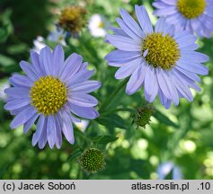Aster mongolicus Antonia