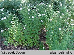 Aster mongolicus Antonia