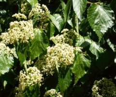 Viburnum betulifolium (kalina brzozolistna)